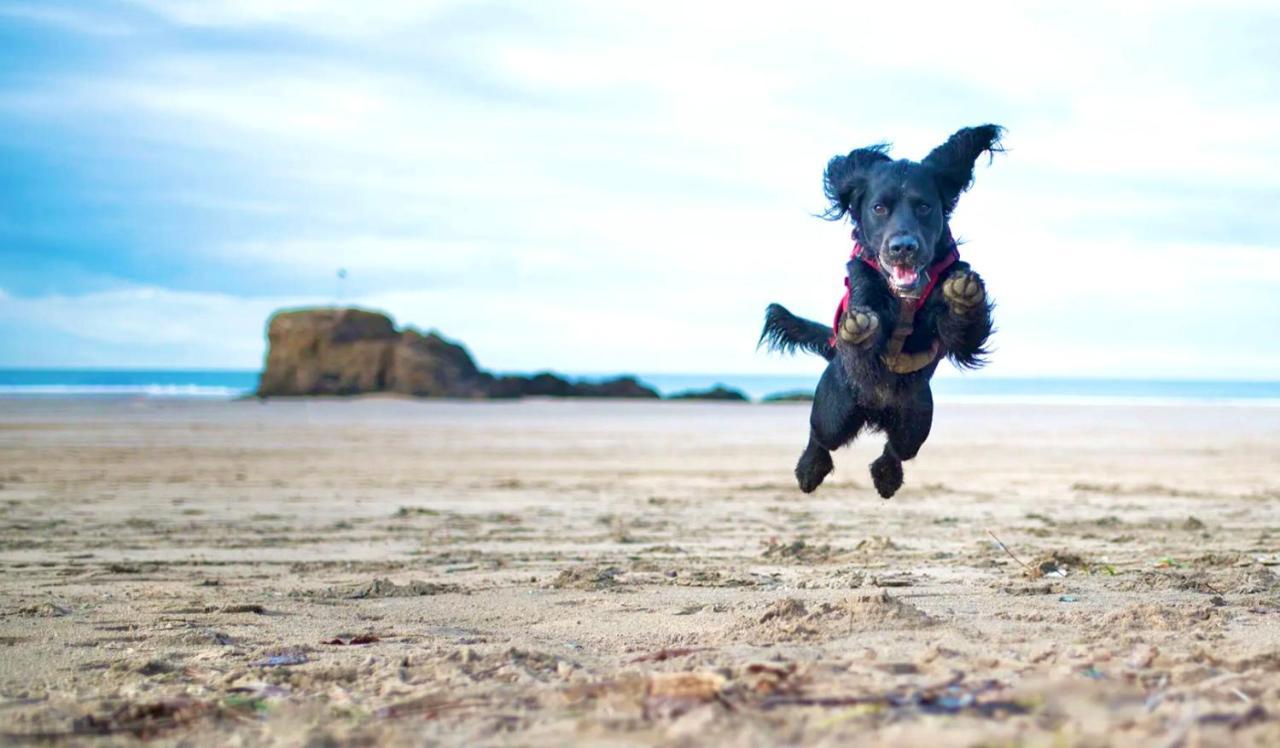 Idyllic Cornish Cottage, Superking Bed, Private Garden Dogs Welcome 트루로 외부 사진
